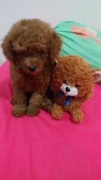 Tiny Poodle  - Poodle Dog