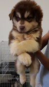 Usj Red Copper Alaskan Malamute - Alaskan Malamute Dog