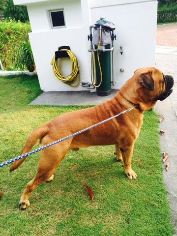 Jacob - Bullmastiff Dog