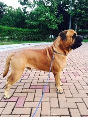 Jacob - Bullmastiff Dog