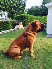 Jacob - Bullmastiff Dog