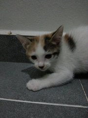 Cute Kittens - Domestic Short Hair Cat