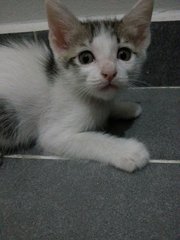 Cute Kittens - Domestic Short Hair Cat