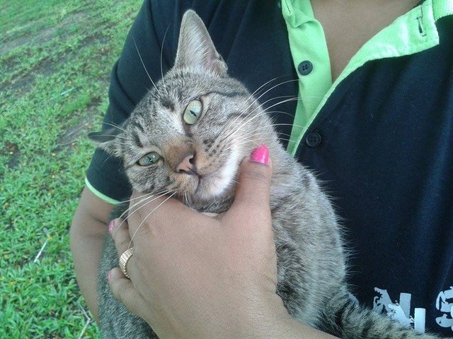 Kawan - Tabby + Domestic Medium Hair Cat