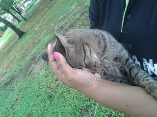 Kawan - Tabby + Domestic Medium Hair Cat