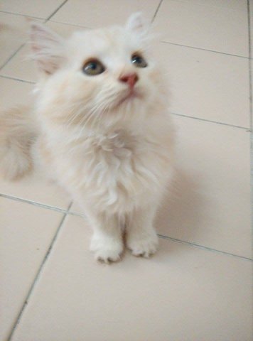 Dior - Siberian + Persian Cat