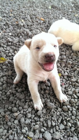 Misty White - Mixed Breed Dog