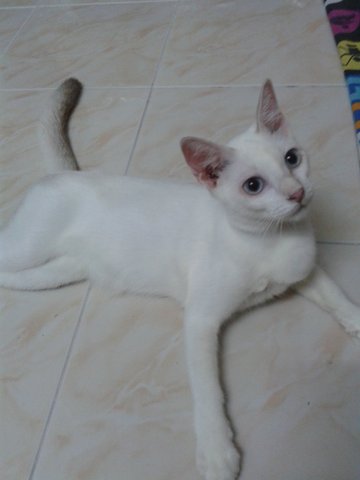 White Cats Kucing Putih - Domestic Short Hair Cat