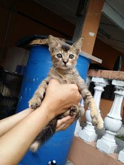 Searching New Homes - Domestic Long Hair + Domestic Short Hair Cat