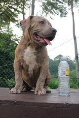 American Bully - American Bulldog Dog