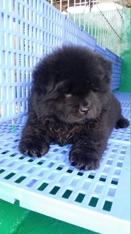 Blue Chow Chow - Chow Chow Dog