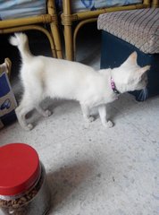 Whitey - Domestic Short Hair Cat