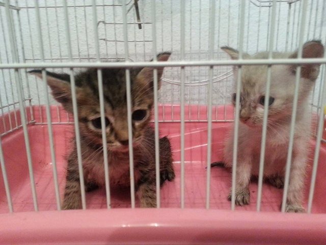 2 Kittens -urgent Adopters/fosters  - Abyssinian Cat