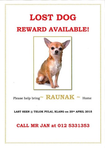 Raunak - Chihuahua Dog