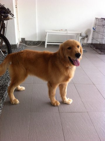 Big Bone Golden Retriever - Golden Retriever Dog