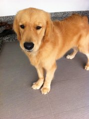 Big Bone Golden Retriever - Golden Retriever Dog