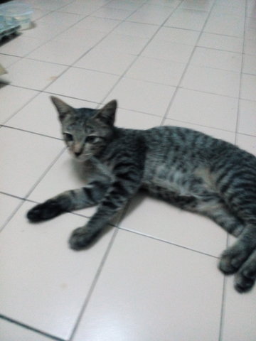 Leman, The Manja Beman - Tabby Cat