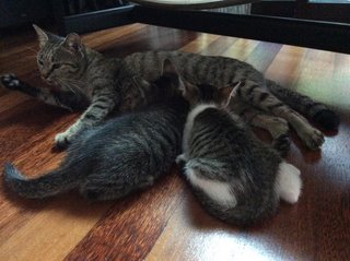 Family with only 2 kittens left.