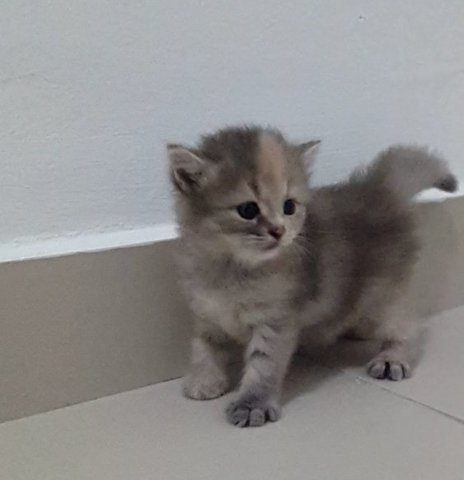 Ginger - Persian + Siberian Cat