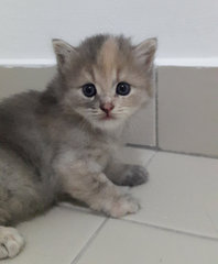 Ginger - Persian + Siberian Cat