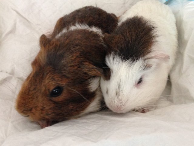 Rascal &amp; Popcorn - Guinea Pig Small & Furry