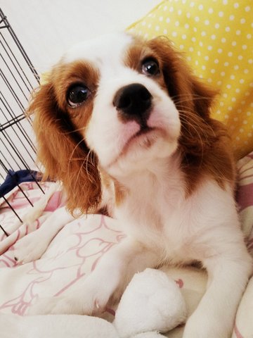 Benji - Cavalier King Charles Spaniel Dog