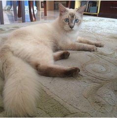 Mother ragdoll mix