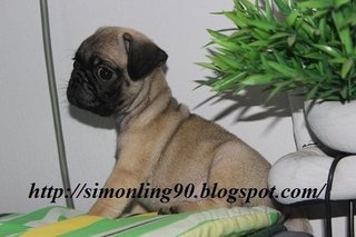 Pug Puppy - Pug Dog