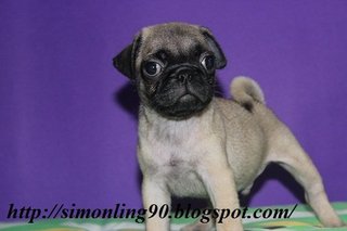 Pug Puppy - Pug Dog