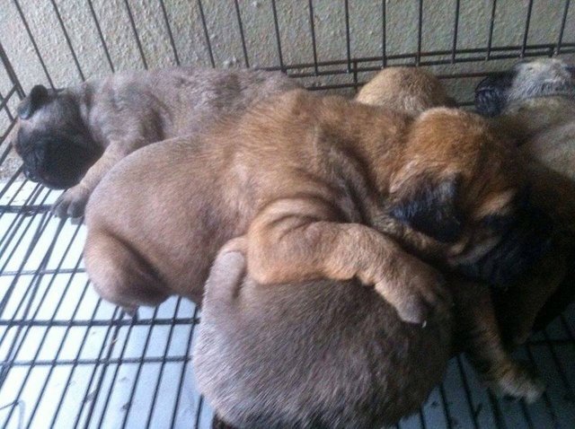 Bullmastiff Puppy (Parent Mal Cham) - Bullmastiff Dog