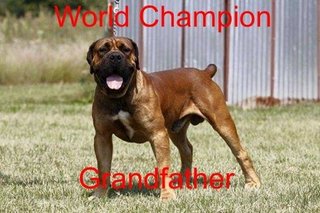 South Africa Mastiff ( Boerboel )  - Mastiff Dog