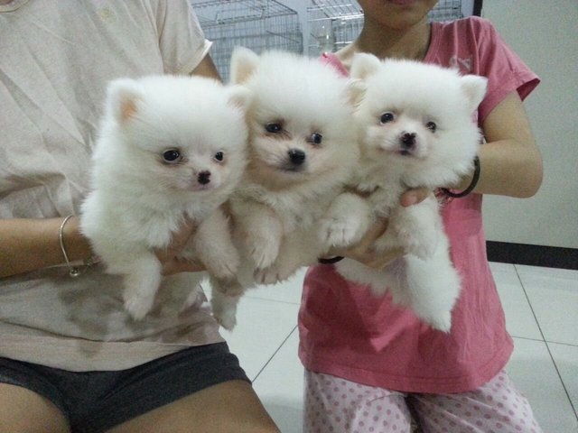 Adorable White Pomeranian - Pomeranian Dog