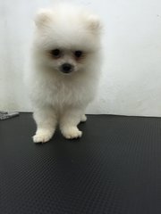 Adorable White Pomeranian - Pomeranian Dog