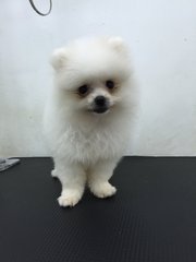 Adorable White Pomeranian - Pomeranian Dog