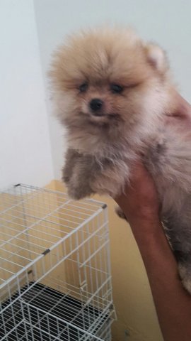 Orange Sable/ Red Sable Pomeranian - Pomeranian Dog