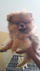 Orange Sable/ Red Sable Pomeranian - Pomeranian Dog