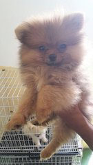 Orange Sable/ Red Sable Pomeranian - Pomeranian Dog