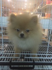 Orange Sable/ Red Sable Pomeranian - Pomeranian Dog