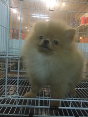 Orange Sable/ Red Sable Pomeranian - Pomeranian Dog