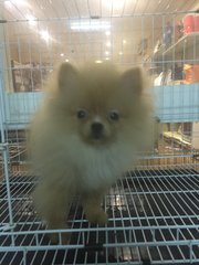 Orange Sable/ Red Sable Pomeranian - Pomeranian Dog