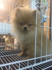 Orange Sable/ Red Sable Pomeranian - Pomeranian Dog