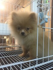 Orange Sable/ Red Sable Pomeranian - Pomeranian Dog