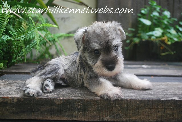 Min.schnauzer Puppy With Mka (M12) - Schnauzer Dog