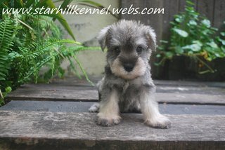 Min.schnauzer Puppy With Mka (M12) - Schnauzer Dog