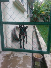 Blacky Boy - Miniature Pinscher Mix Dog