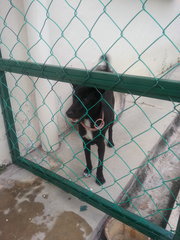 Blacky Boy - Miniature Pinscher Mix Dog