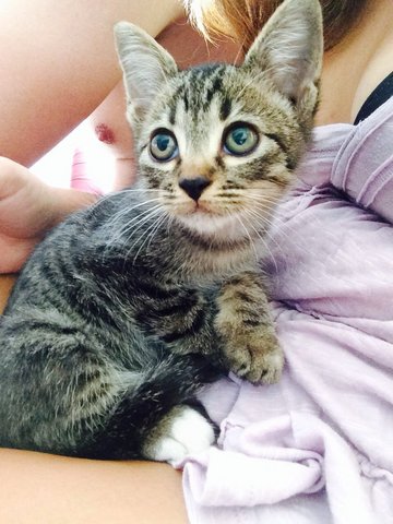 Baby - Domestic Short Hair Cat