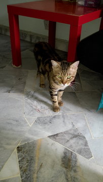 Tomok - Bengal Cat