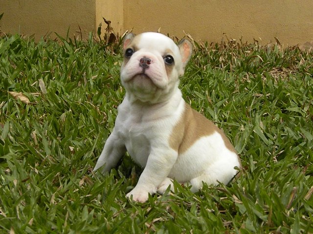 Usj Cream White French Bulldog - French Bulldog Dog