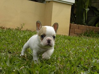 Usj Cream White French Bulldog - French Bulldog Dog